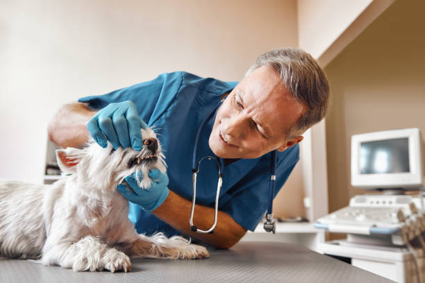 Best Same-Day Emergency Dental Services in Auburn, IL